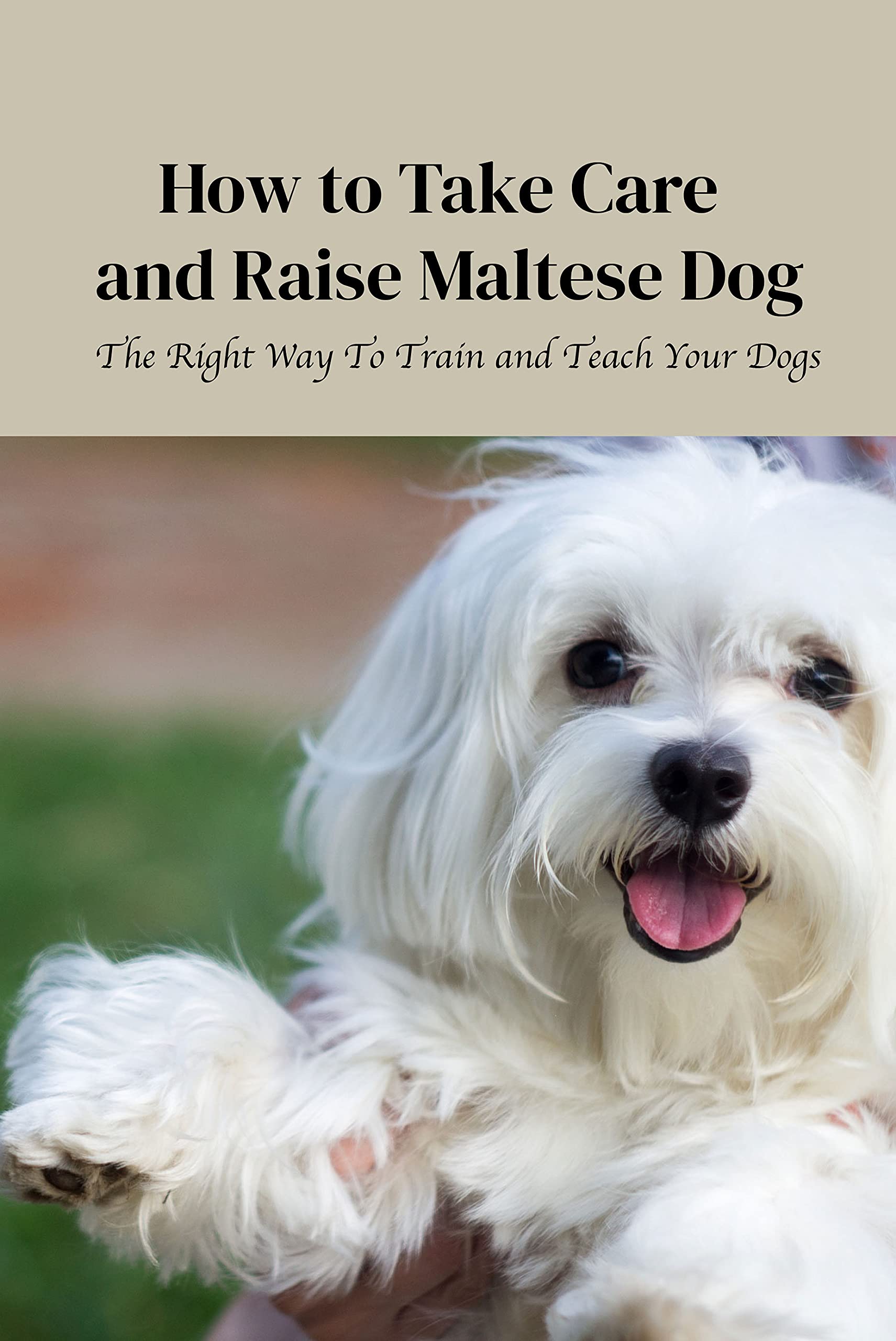 How to Take Care and Raise Maltese Dog The Right Way To Train and