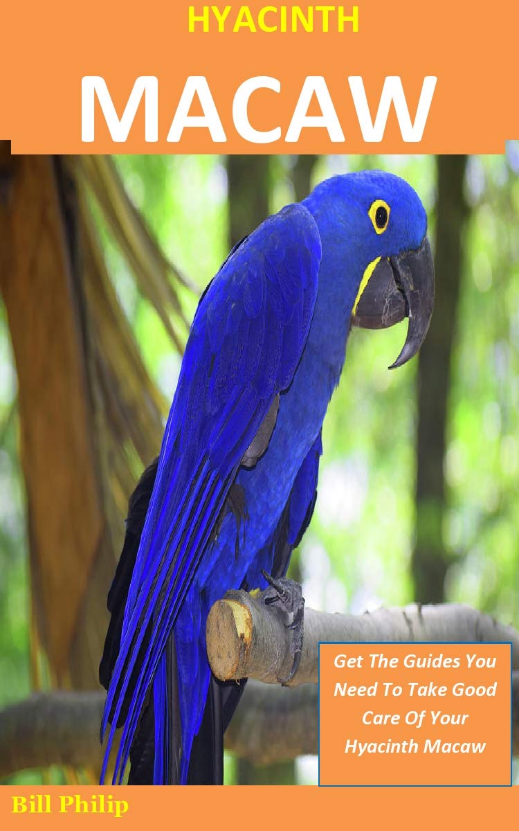 Hyacinth Macaw Get The Guides You Need To Take Good Care Of Your