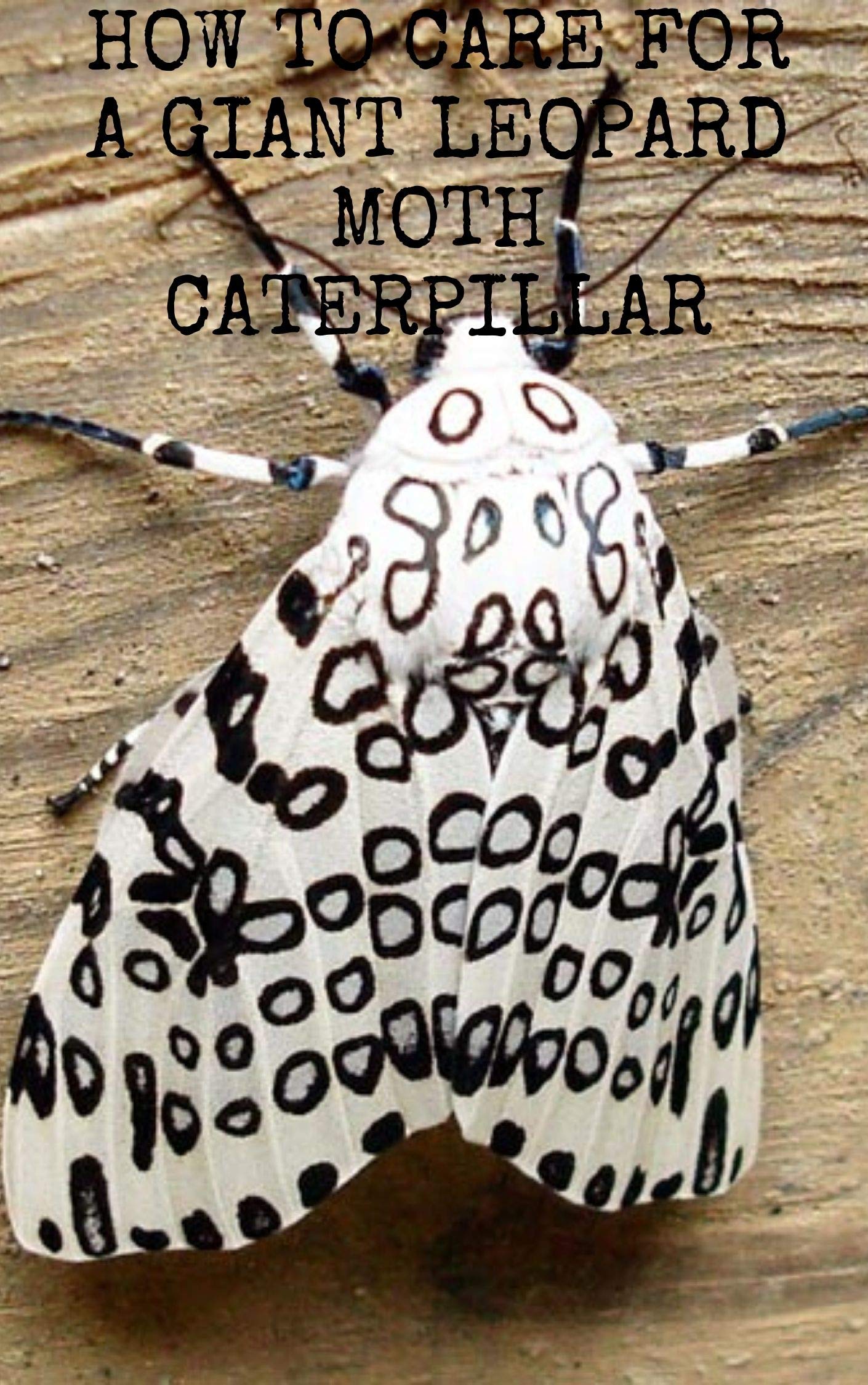 How To Care for a Giant Leopard Moth Caterpillar by Norman Boyle