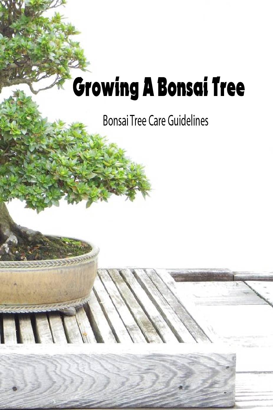 Growing A Bonsai Tree Bonsai Tree Care Guidelines Guide to Grow Bonsai Plants for Beginners by
