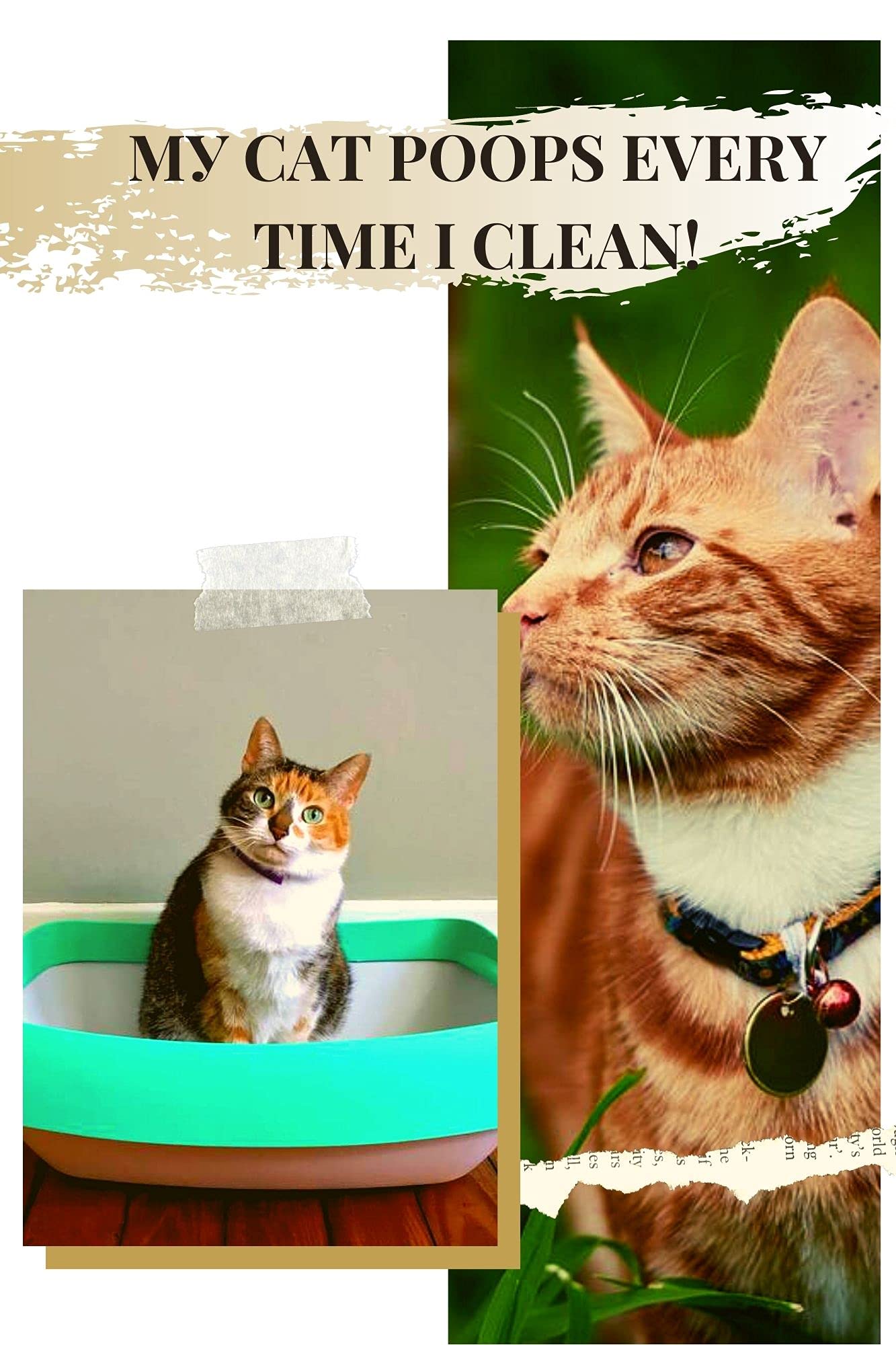 MУ CAT POOPS EVERY TIME I CLEAN HOW TО GET RID OF A CAT YOU CAN’T KEEP