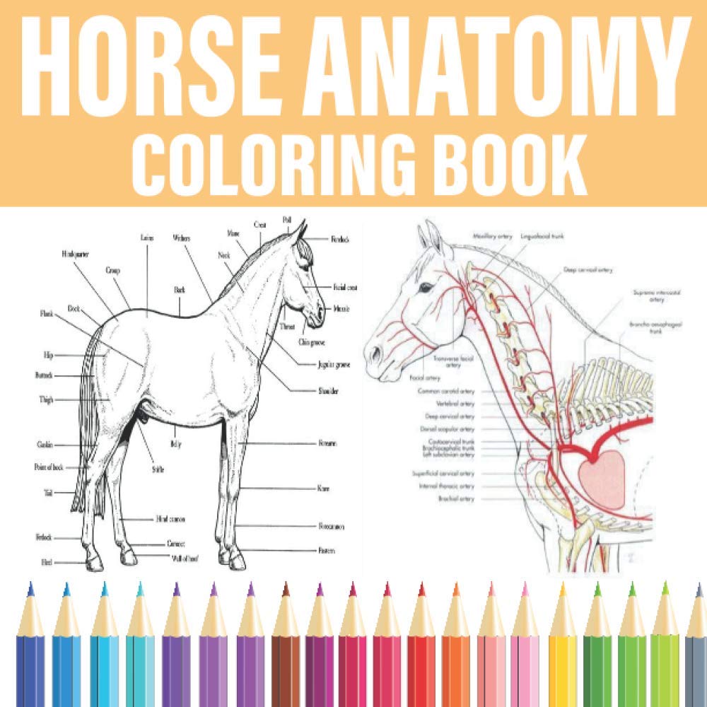 Horse Anatomy Coloring Book Coloring Books For Adults &Teenagers