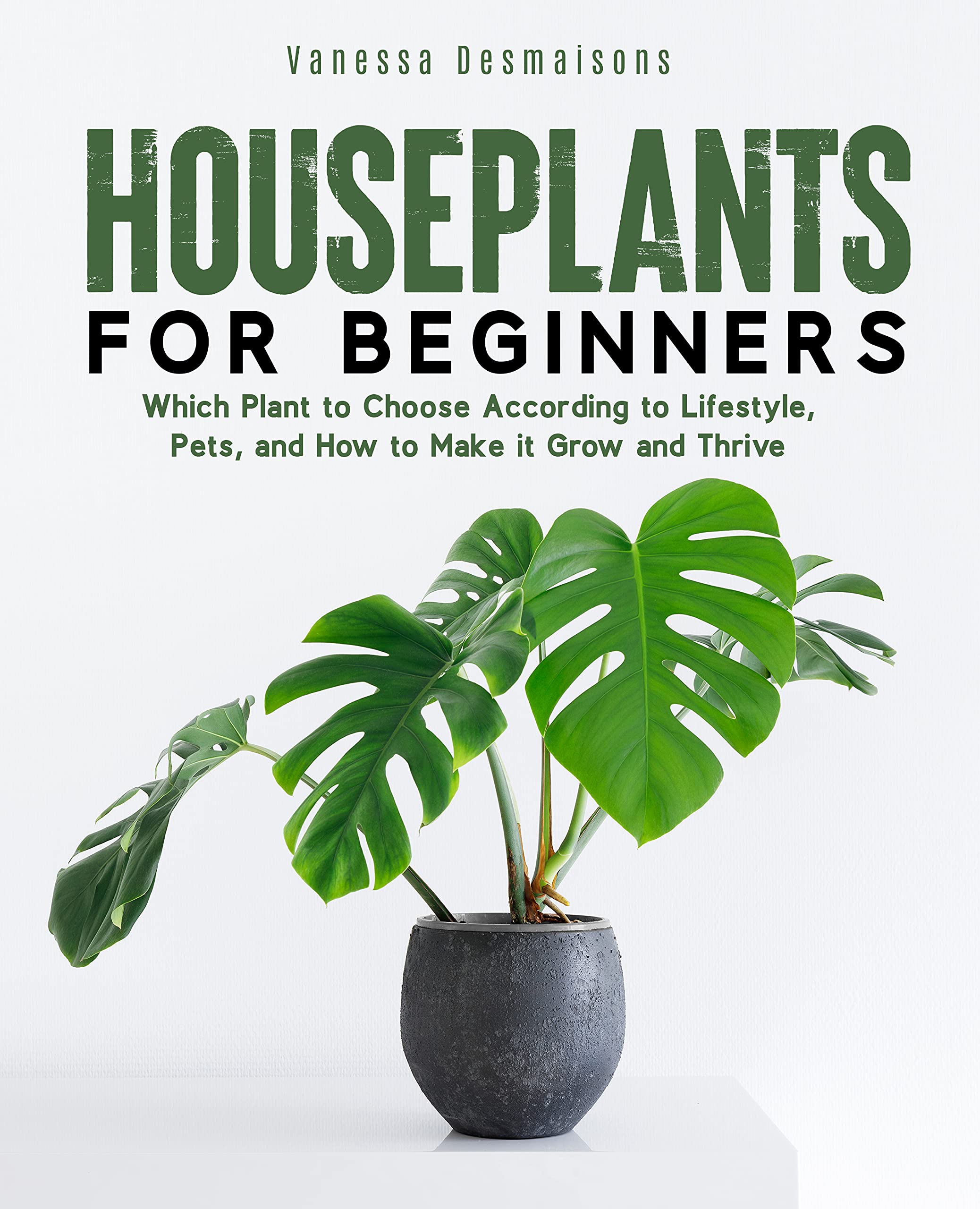 Houseplants for Beginners Which Plant to Choose According to Lifestyle