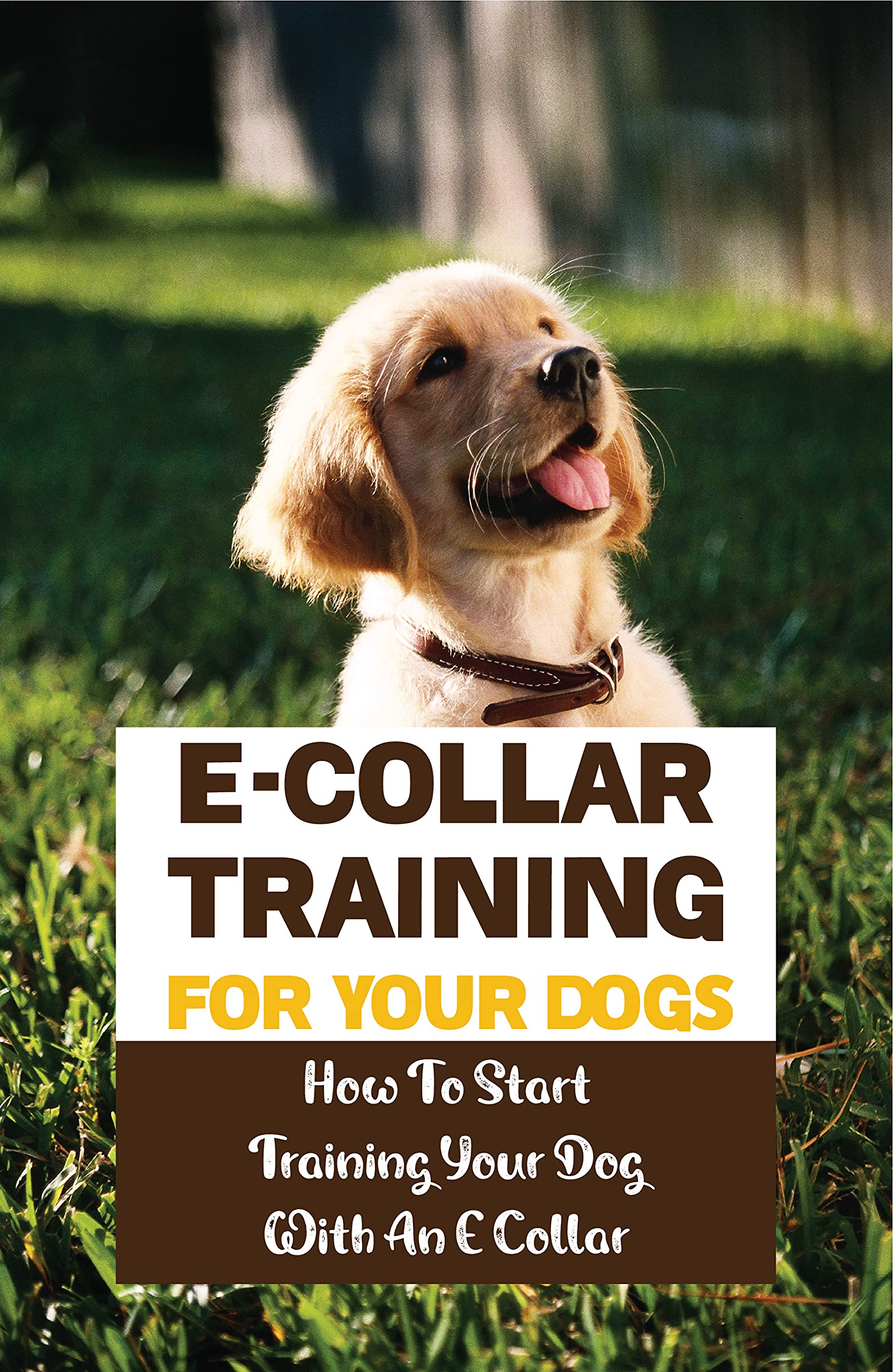 ECollar Training For Your Dogs How To Start Training Your Dog With An
