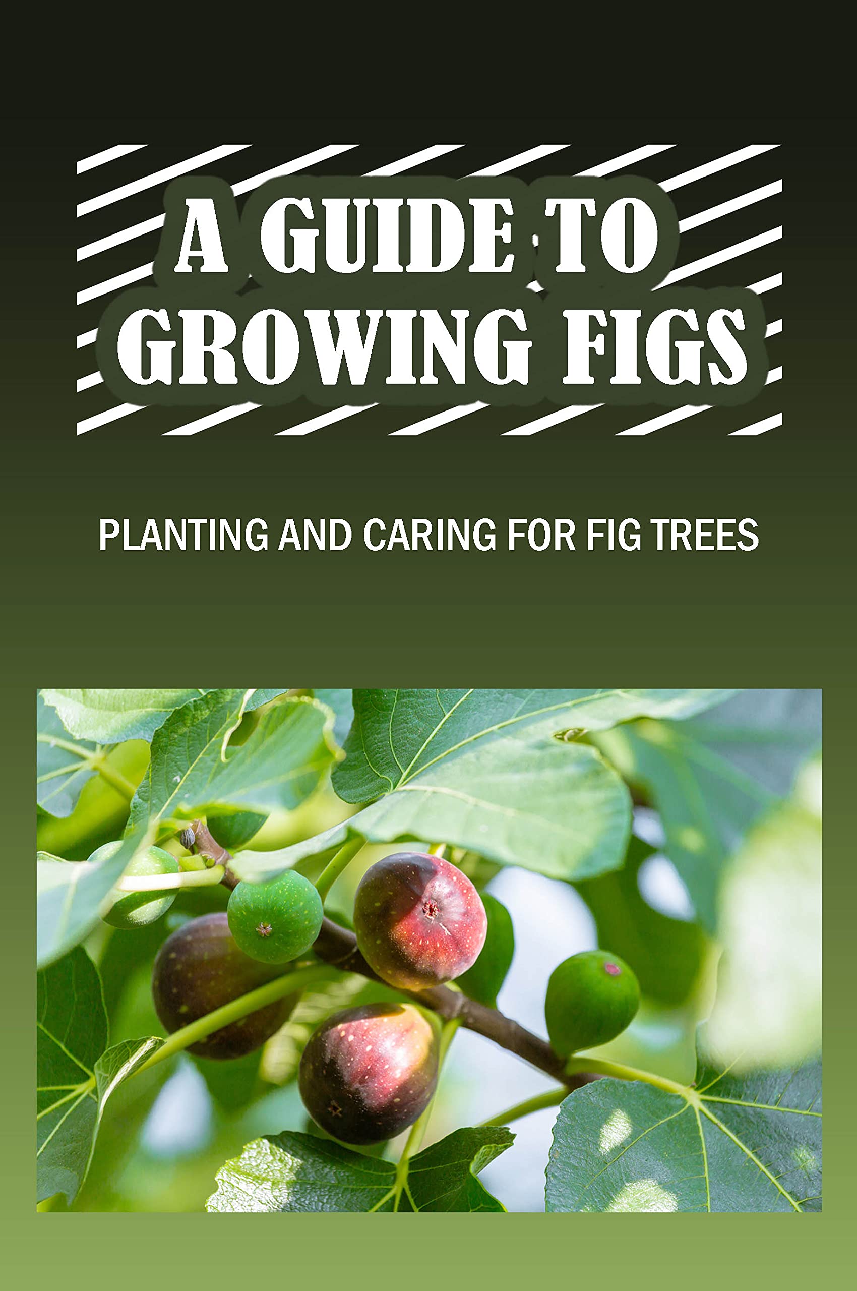 A Guide To Growing Figs Planting And Caring For Fig Trees Fig Tree