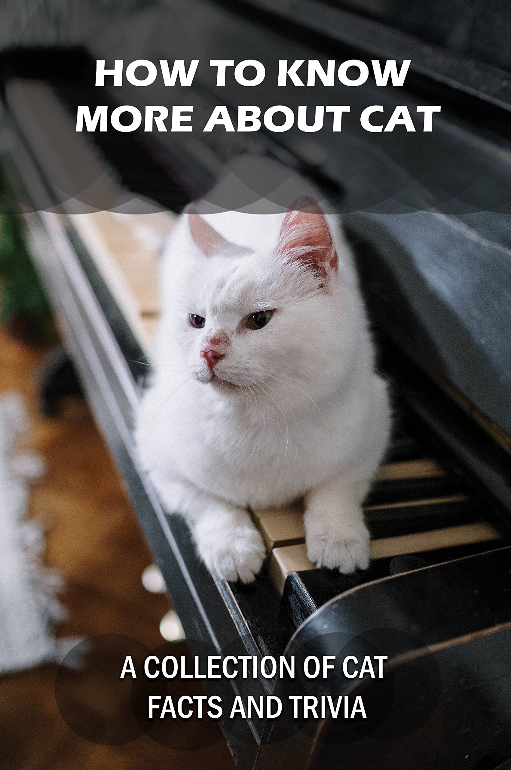 How To Know More About Cat A Collection Of Cat Facts And Trivia MindBlowing Reality About