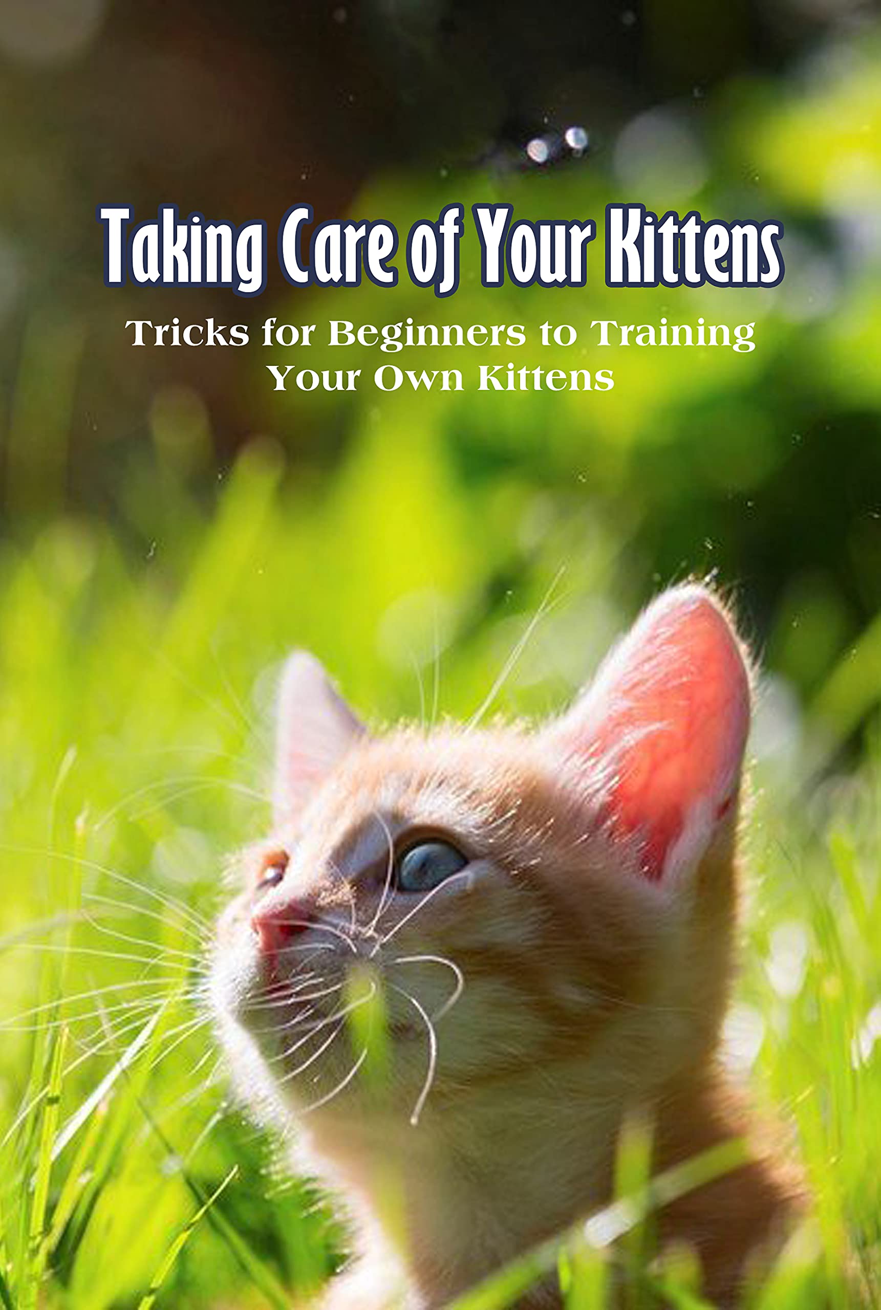 Taking Care of Your Kittens Tricks for Beginners to Training Your Own