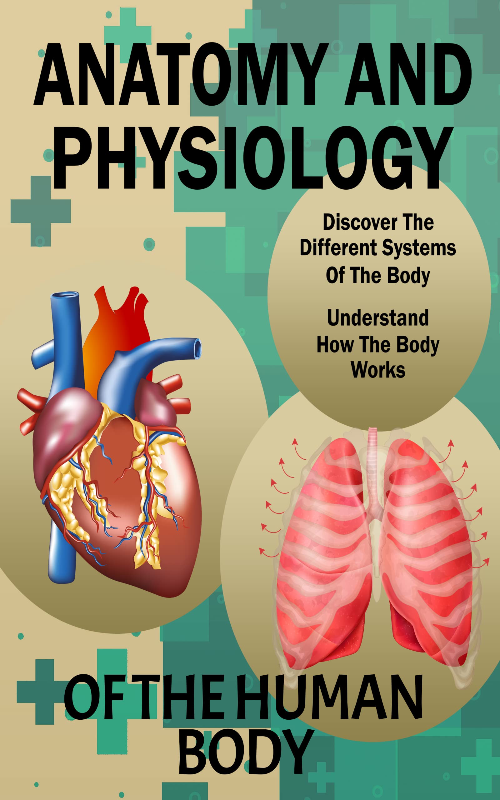 Anatomy And Physiology Of The Human Body Basic Anatomy, Biology And