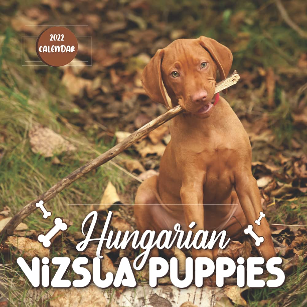 Hungarian Vizsla Puppies 2022 Calendar Great 12month Large Grid