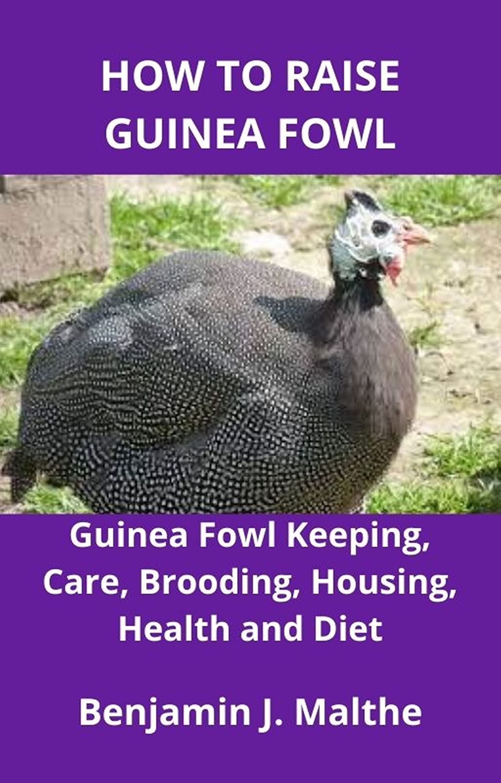 HOW TO RAISE GUINEA FOWL Guinea Fowl Keeping, Care, Brooding, Housing, Health and Diet by