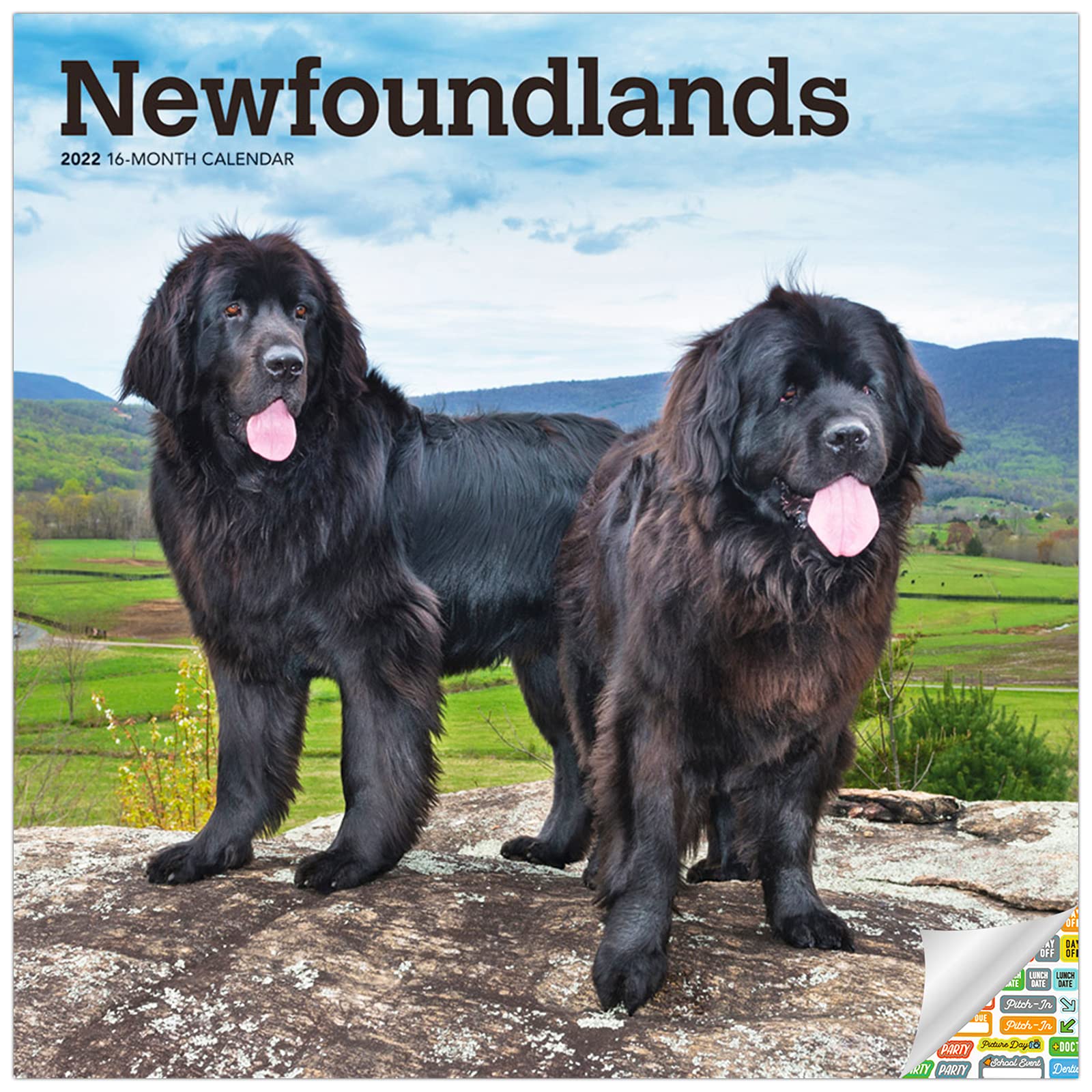 newfoundlands-calendar-2022-deluxe-2022-newfoundland-wall-calendar