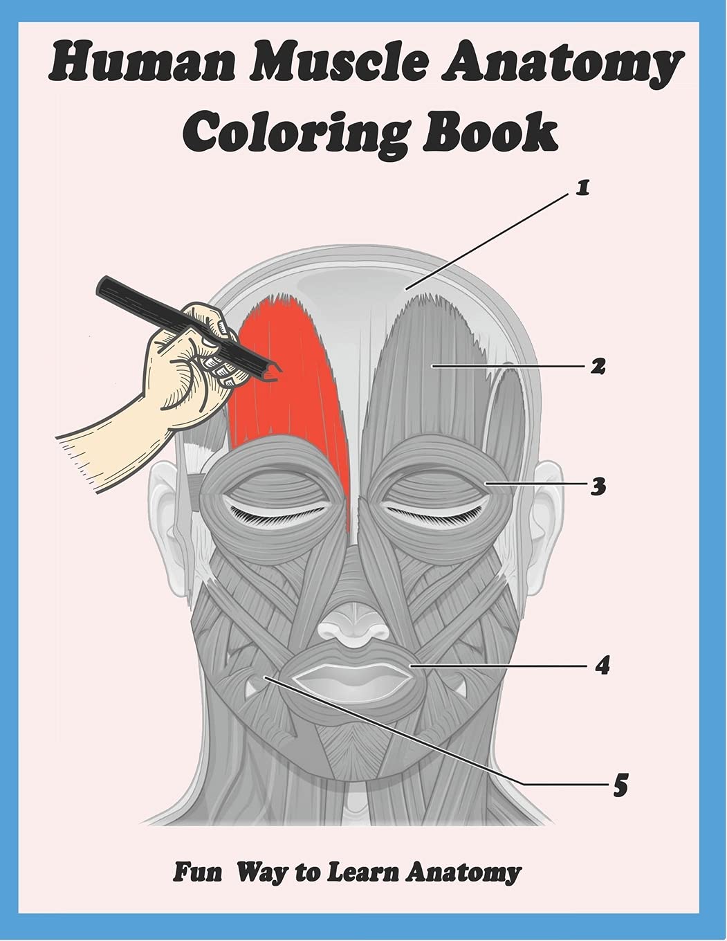 human-muscle-anatomy-coloring-book-fun-way-to-learn-anatomy-muscles