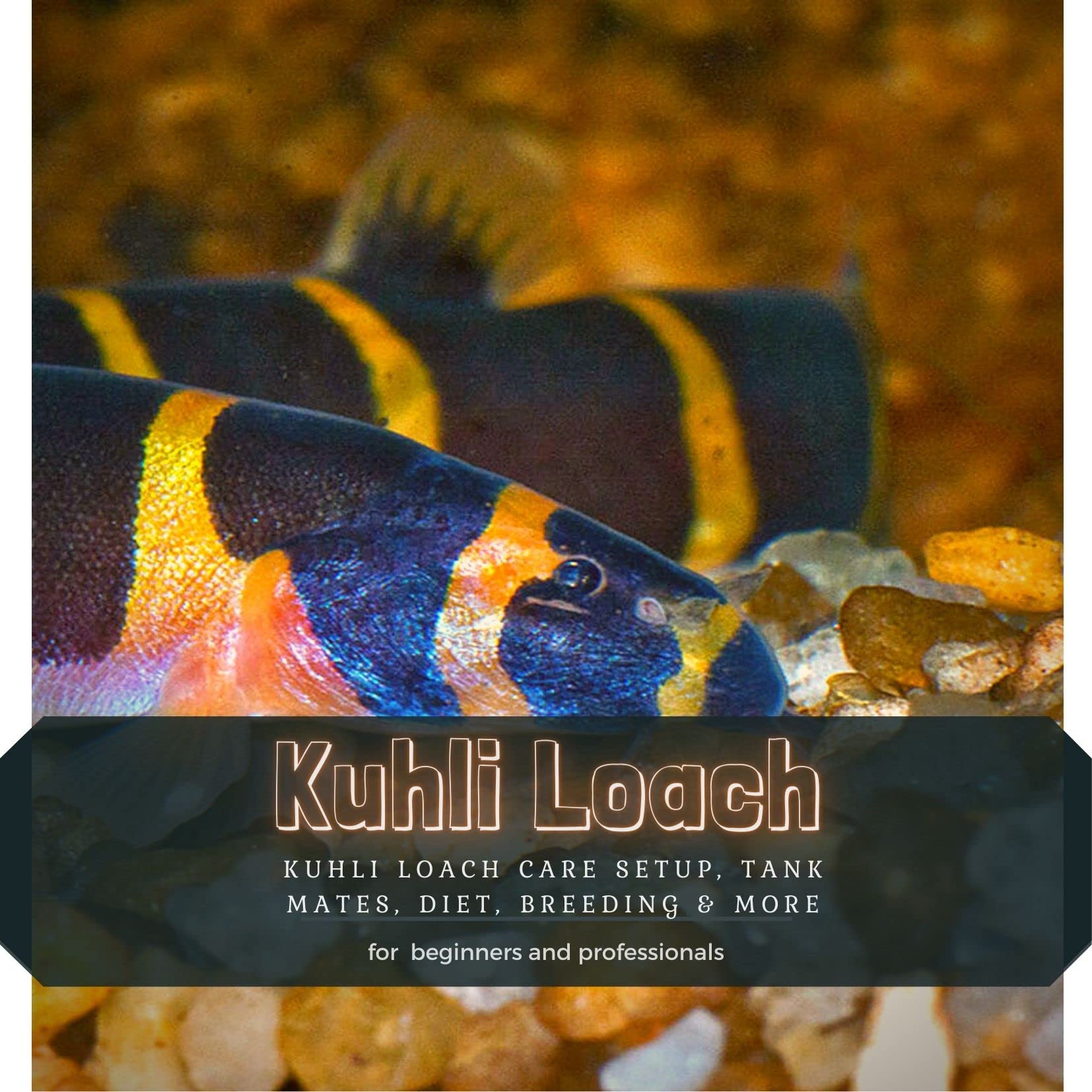 Kuhli Loach Tank Setup: Plant Paradise - hxymkts