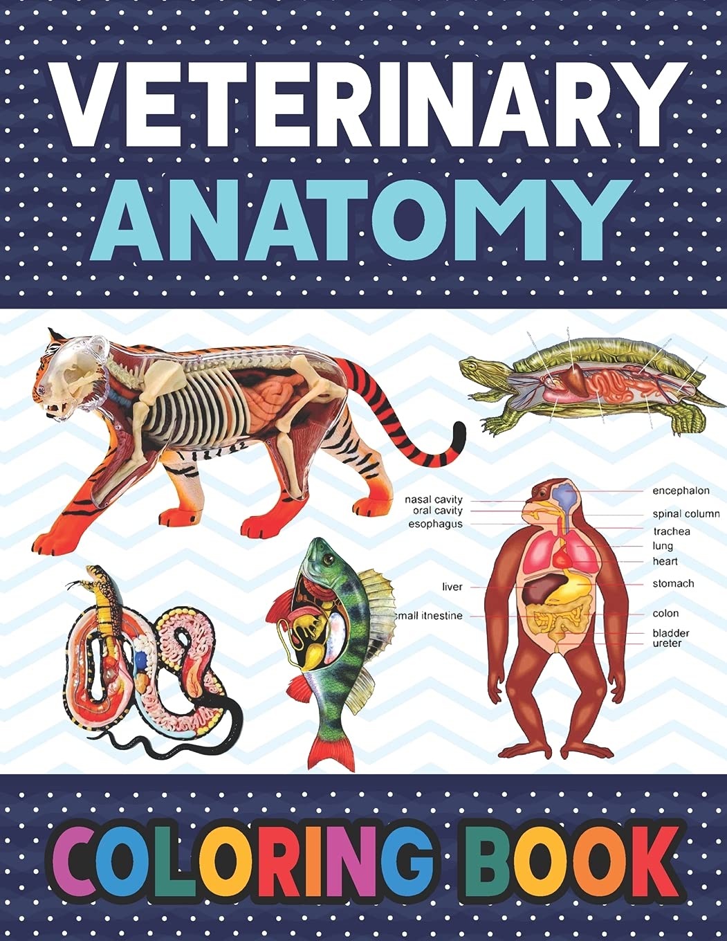 Veterinary Anatomy Coloring Book Learn The Veterinary Anatomy With Fun