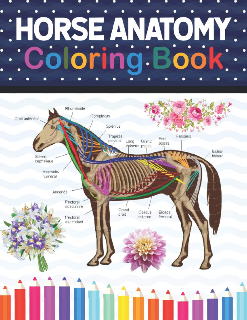 Horse Anatomy Coloring Book: Introduction to Veterinary Anatomy and