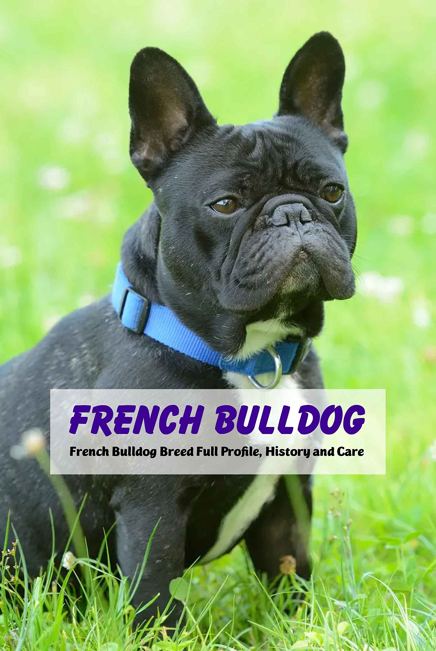 French Bulldog French Bulldog Breed Full Profile, History and Care