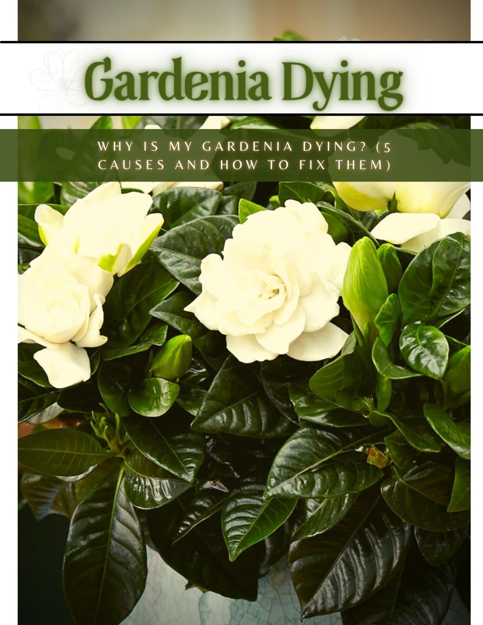 Gardenia Dying Why is My Gardenia Dying? by Alan Kolipore Goodreads
