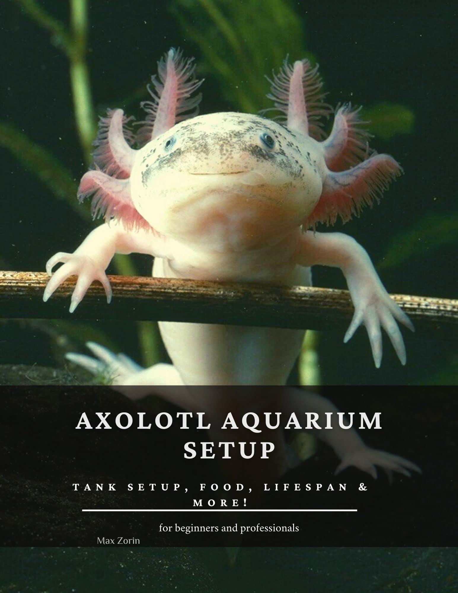 Axolotl aquarium setup Tank Setup, Food, Lifespan & More! by Max Zorin