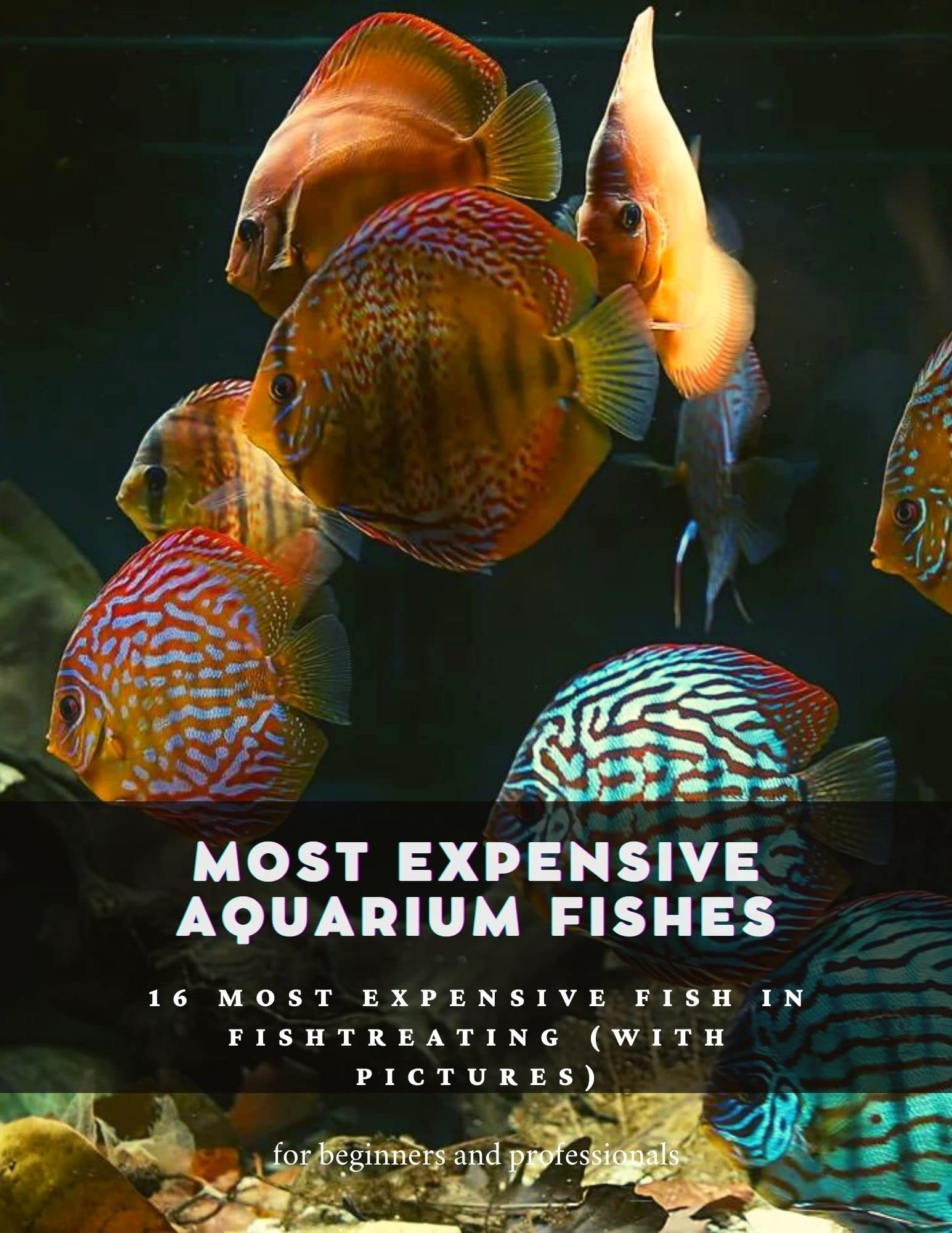 Most expensive aquarium fishes 16 most expensive fish in fishtreating