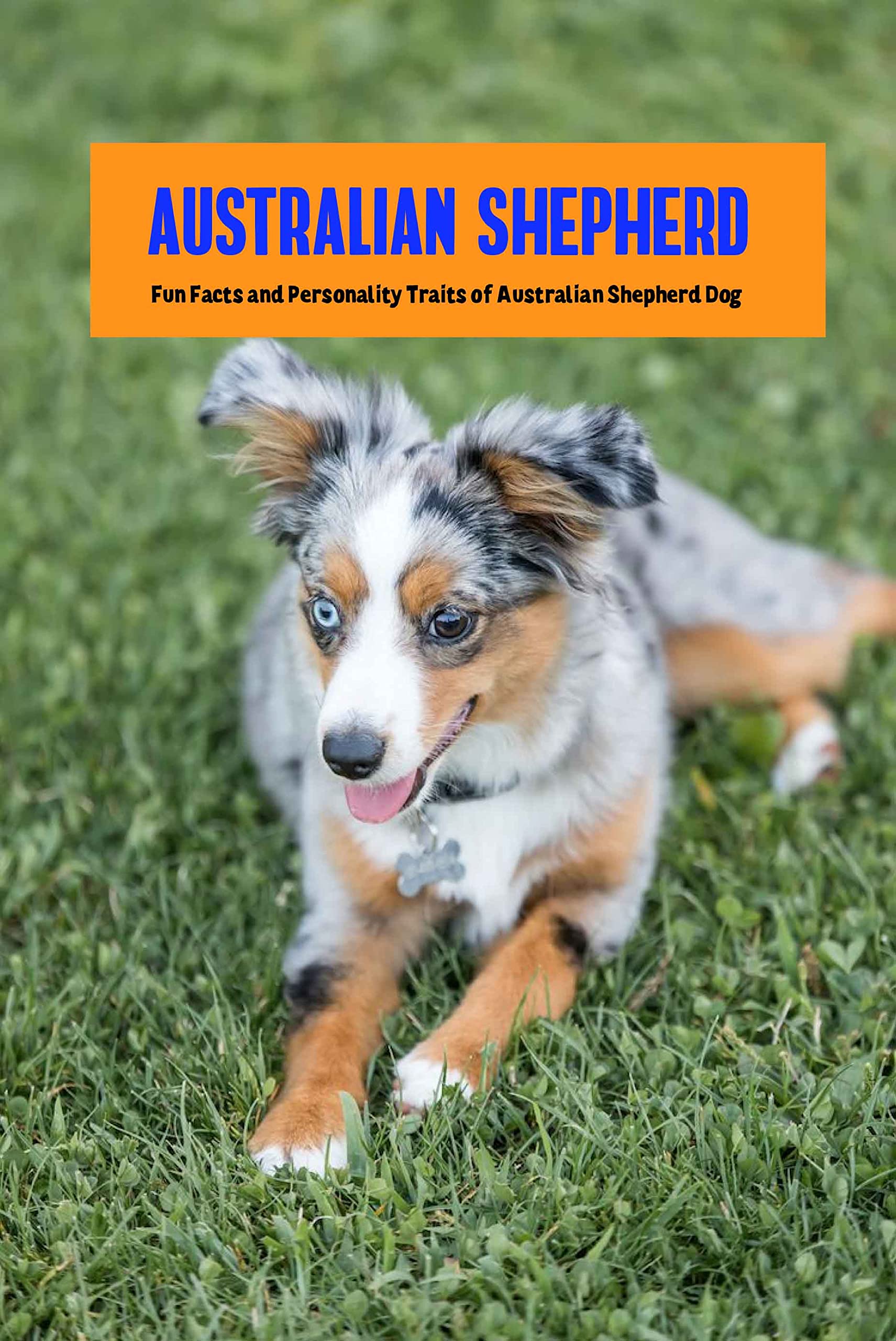 Australian Shepherd Fun Facts and Personality Traits of Australian