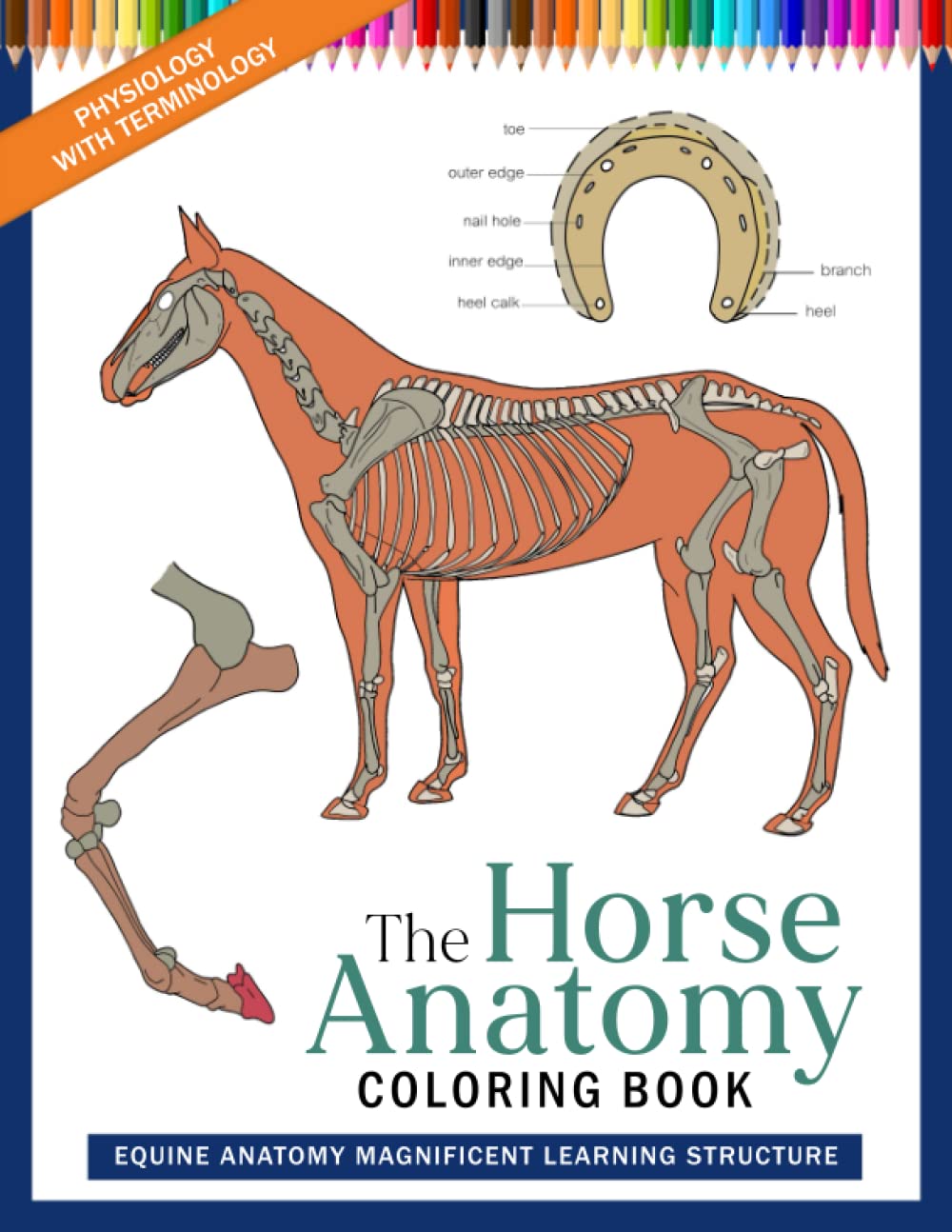 The Horse Anatomy Coloring Book Equine Anatomy Magnificent Learning