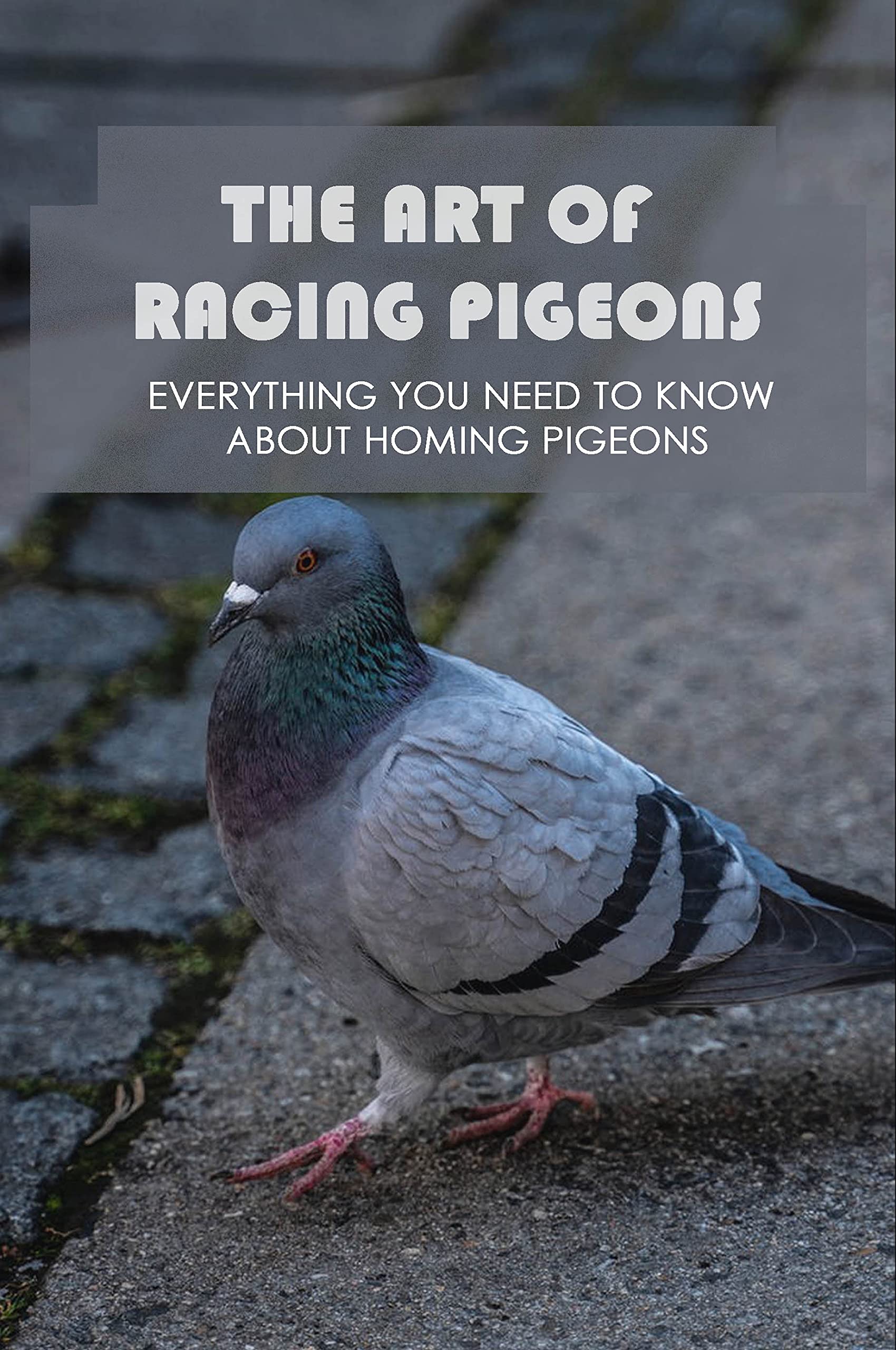 The Art Of Racing Pigeons Everything You Need To Know About Homing Pigeons How To Raise And