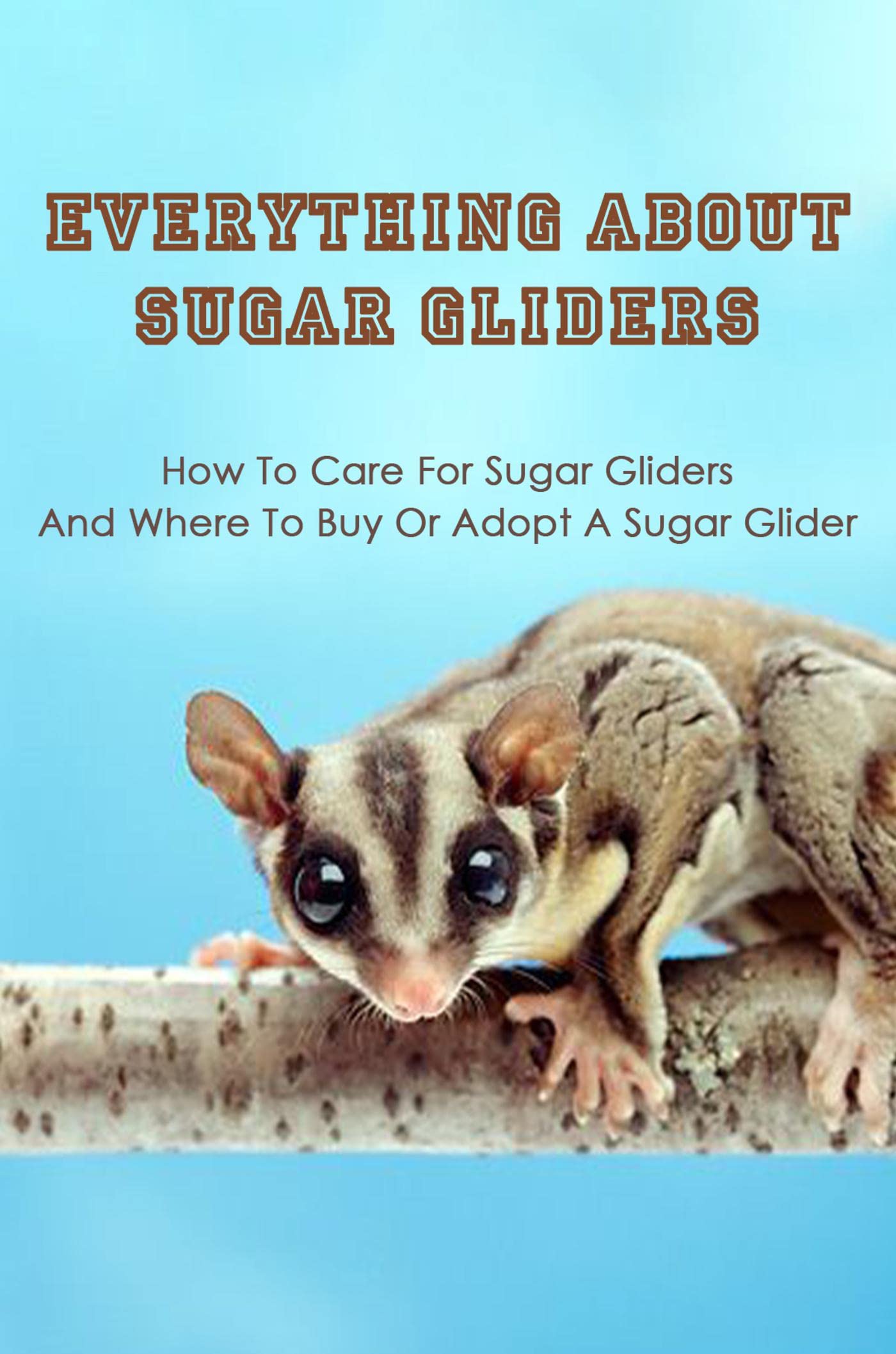 Everything About Sugar Gliders How To Care For Sugar Gliders & Where