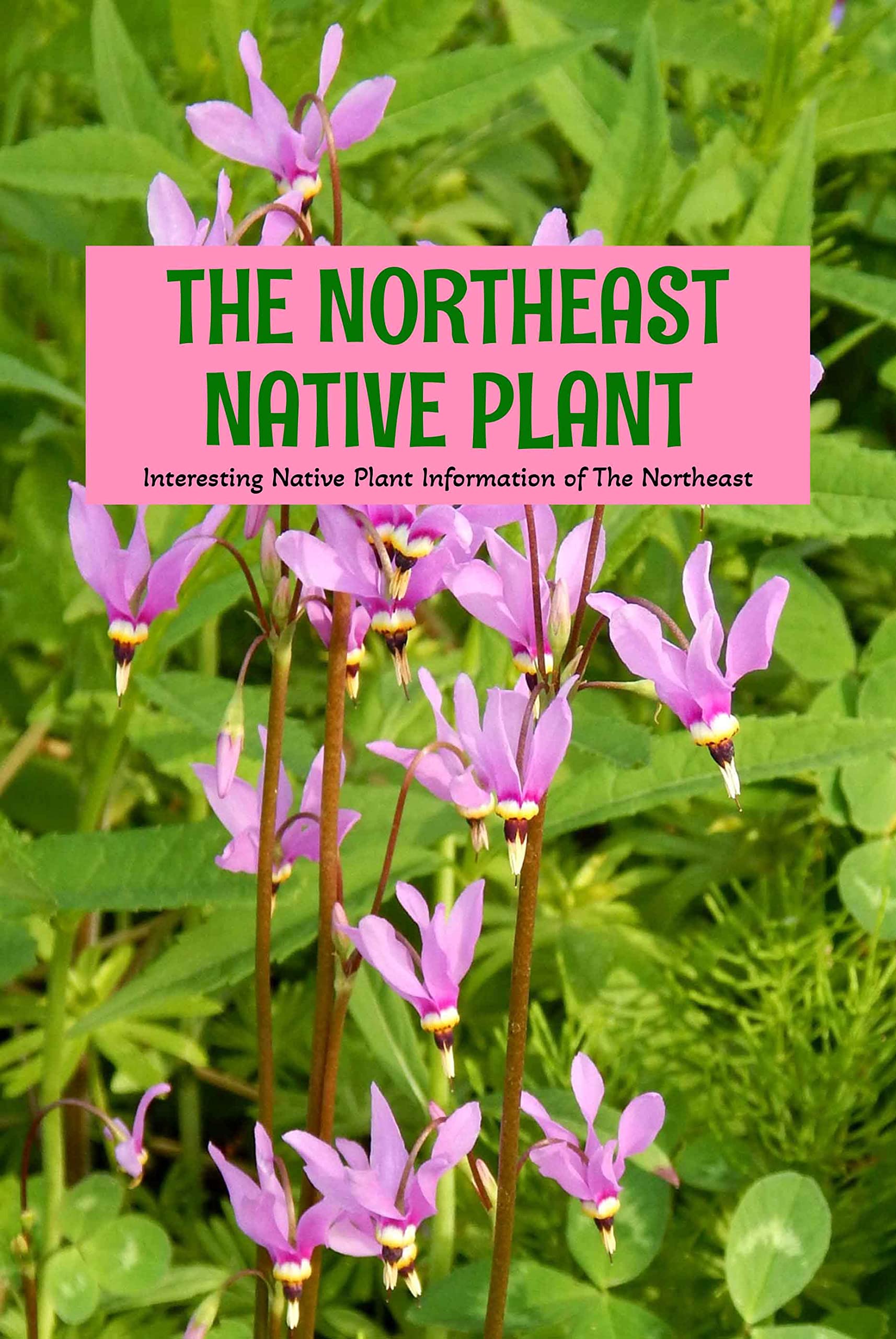 The Northeast Native Plant Interesting Native Plant Information of The
