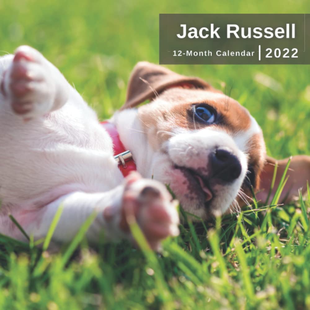 Jack Russell Terrier Calendar 2022 12 Months of HighResolution Jack