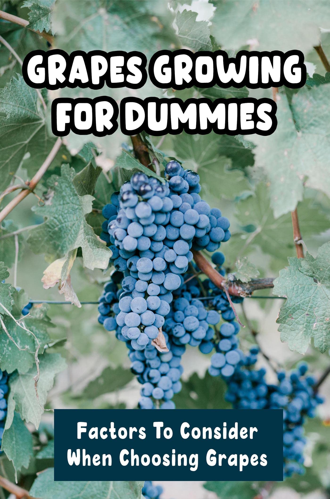 Grapes Growing For Dummies Factors To Consider When Choosing Grapes by