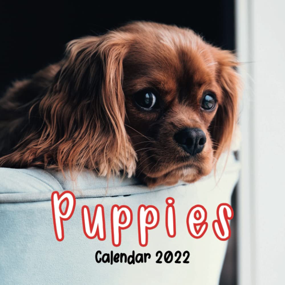 puppies-calendar-2022-monthly-square-wall-calendar-2022-2023-16-month