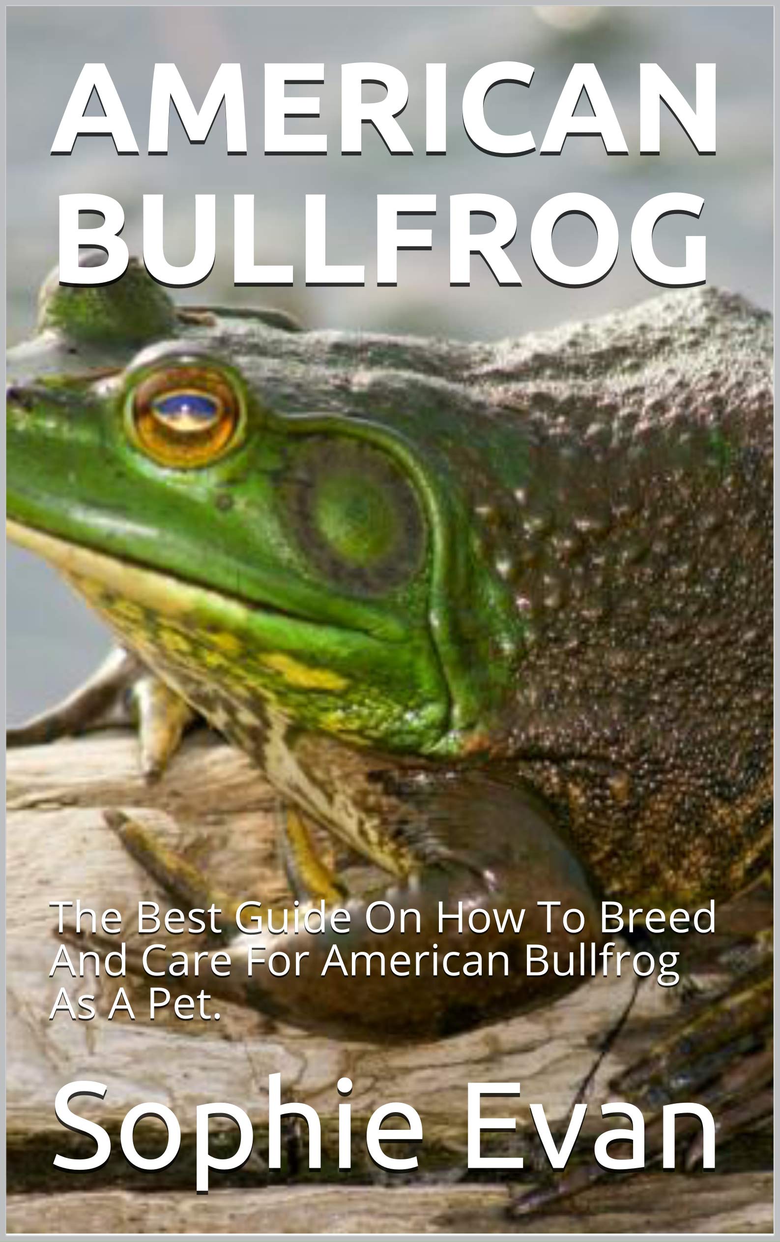 AMERICAN BULLFROG The Best Guide On How To Breed And Care For American