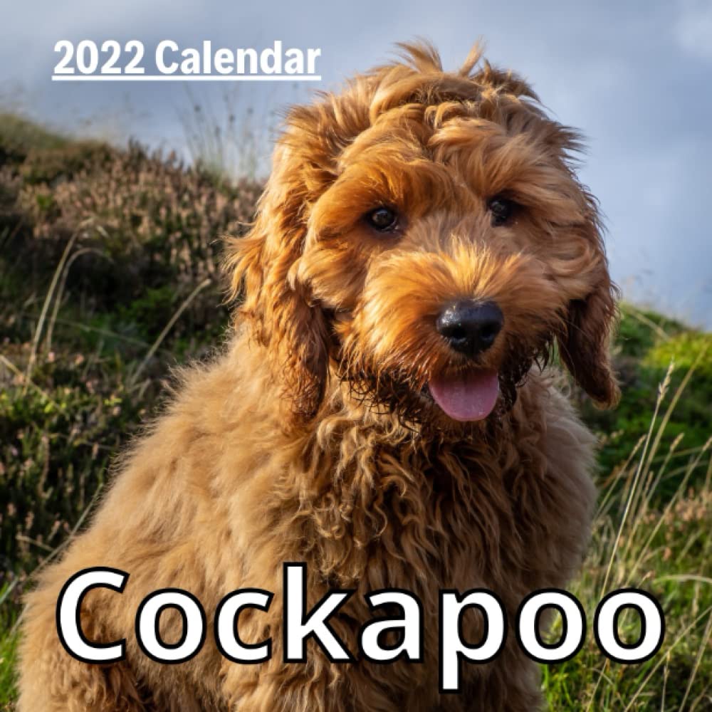 Cockapoo Calendar 2022 12 Monthly Grid Space for Plans and Schedules
