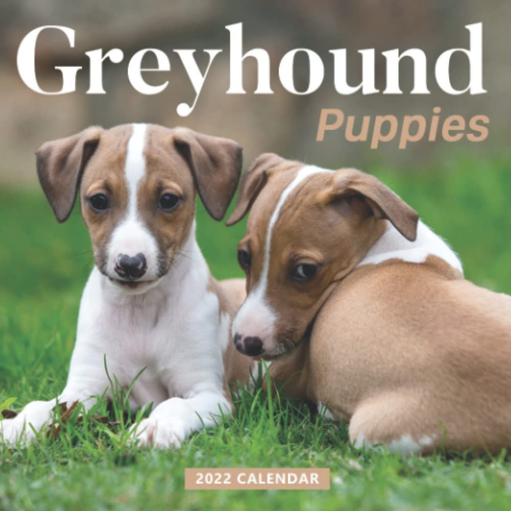 Greyhound Puppies 2022 Calendar Great Gifts for Anyone with Mini