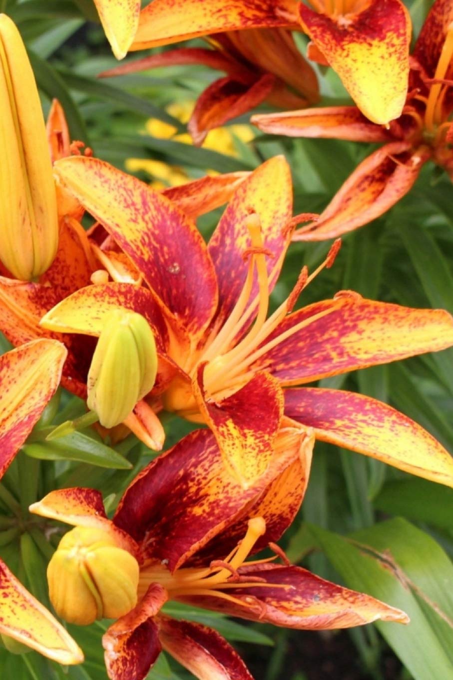 Blank Journal With Numbered Pages DayLily Garden Blank Journal