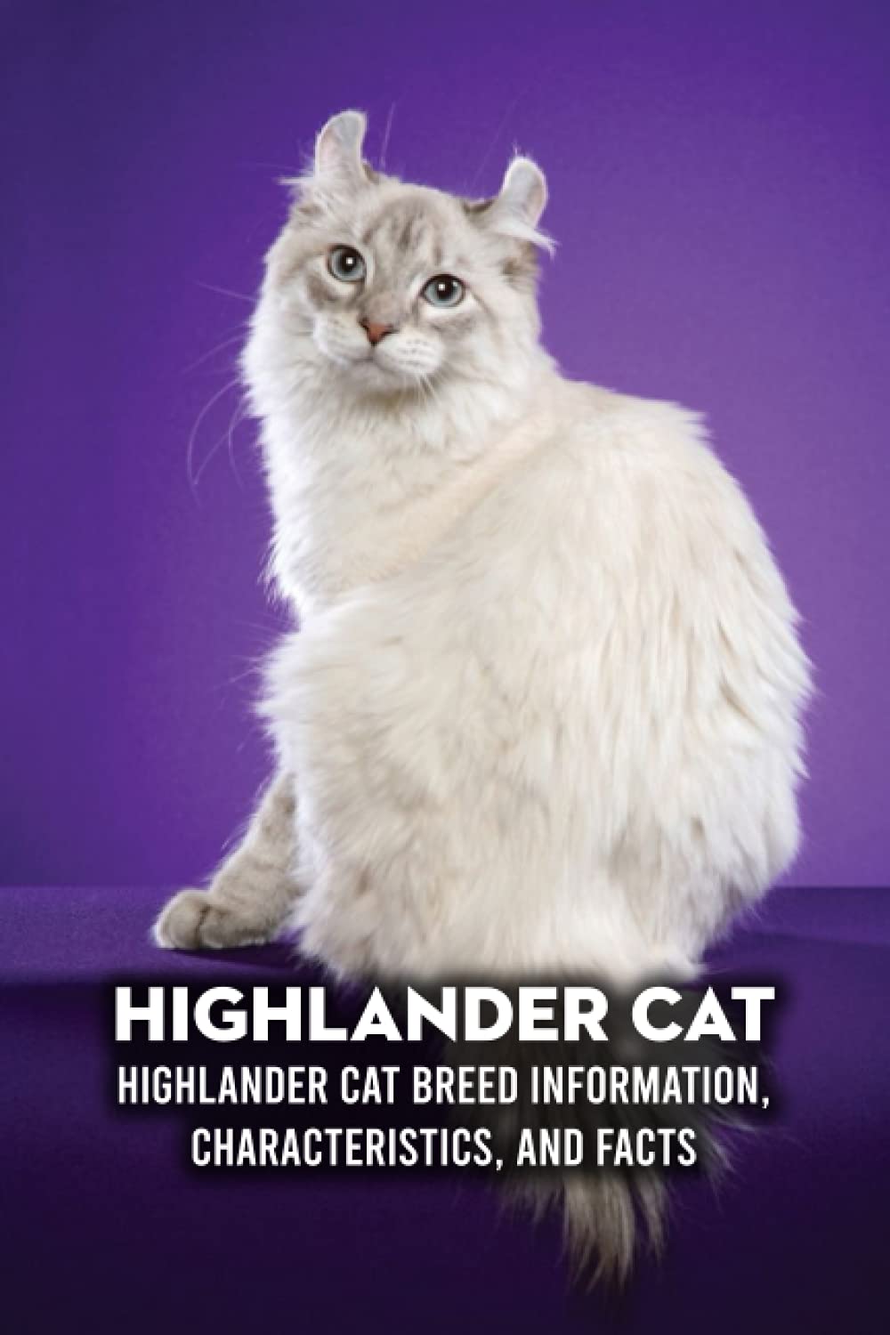 Highlander Cat Highlander Cat Breed Information, Characteristics, and
