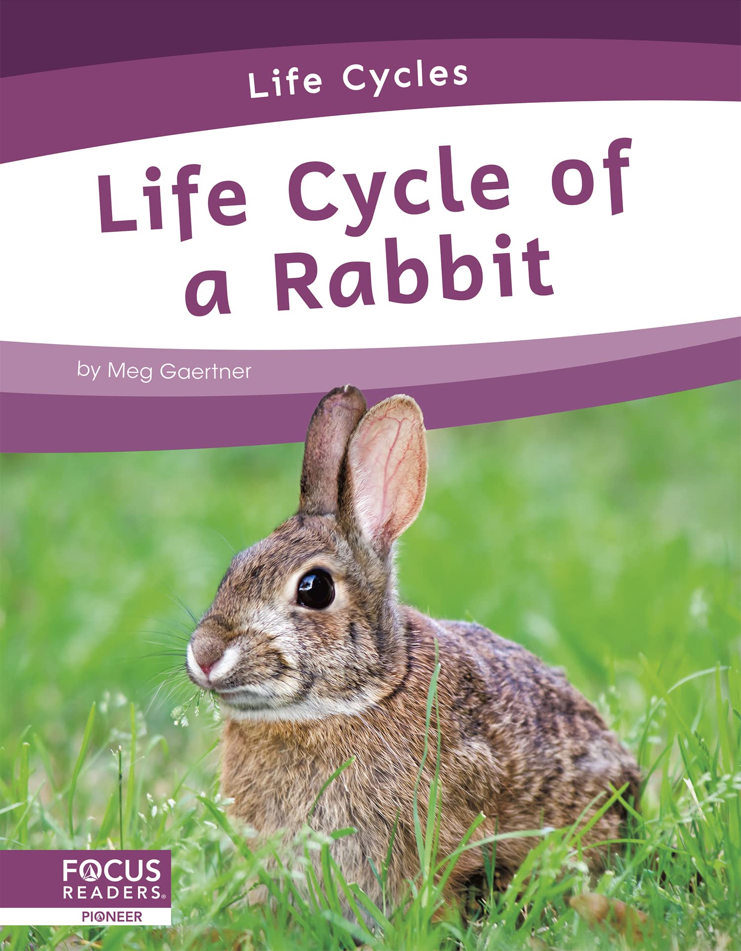 The Unexpected Truth About Rabbit Menstrual Cycles - 241tca4