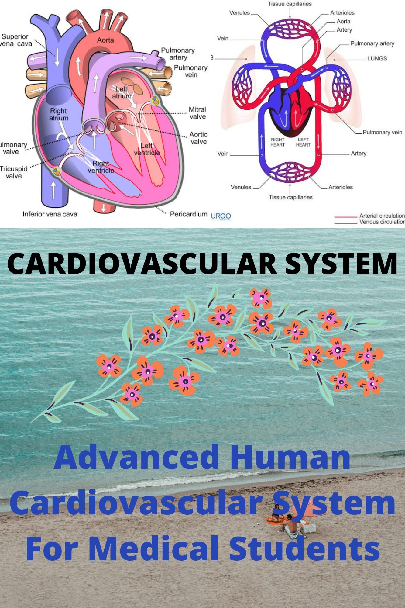 CARDIOVASCULAR SYSTEM Advanced Human Cardiovascular System For Medical