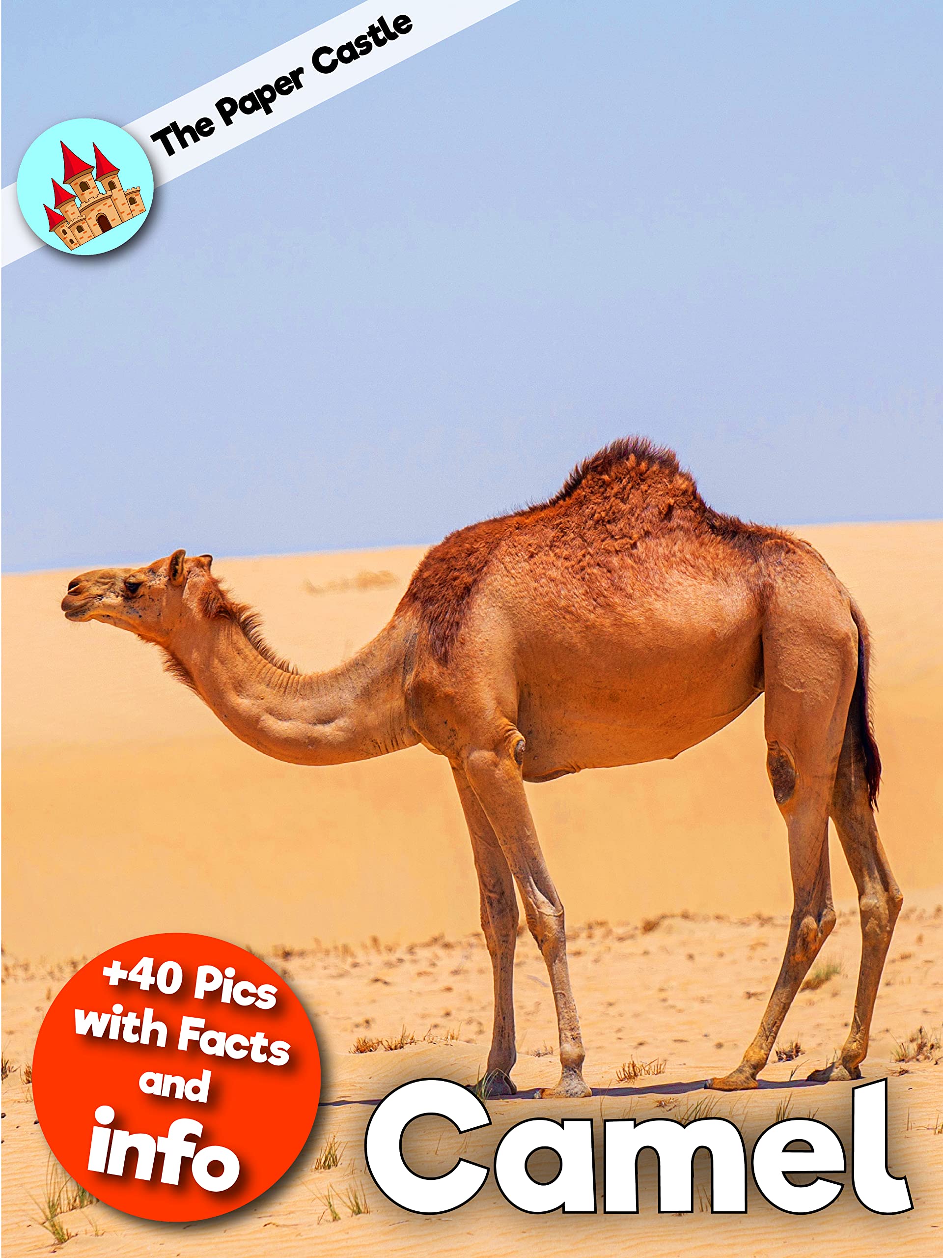 Camel Facts Amazing Facts For Kids With HighQuality Pictures by The