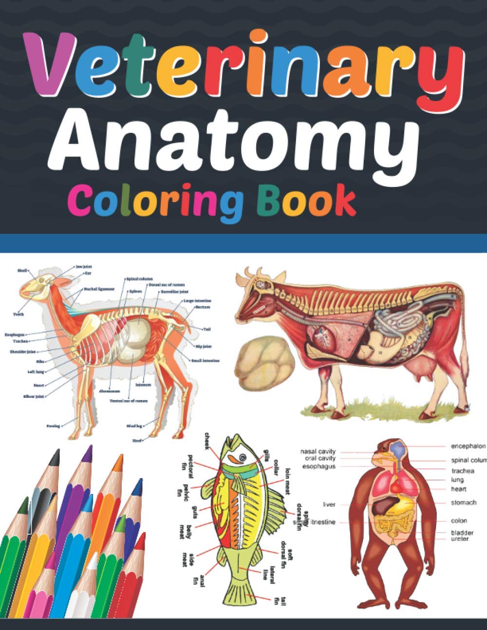 Veterinary Anatomy Coloring Book Veterinary Coloring Work book for
