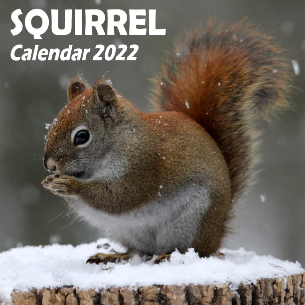 Squirrel Calendar 2022 Grey Red Squirrel Daily Mini Calendar, Baby