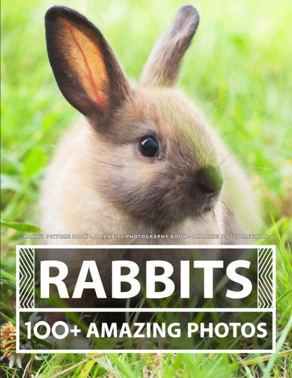 Rabbit Picture Book A Rabbits Photography Book Amazing Big
