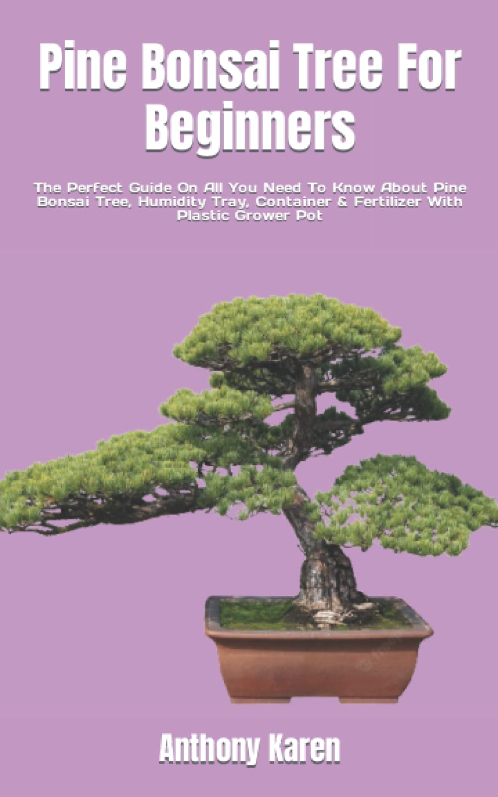 Pine Bonsai Tree For Beginners The Perfect Guide On All You Need To Know About Pine Bonsai Tree
