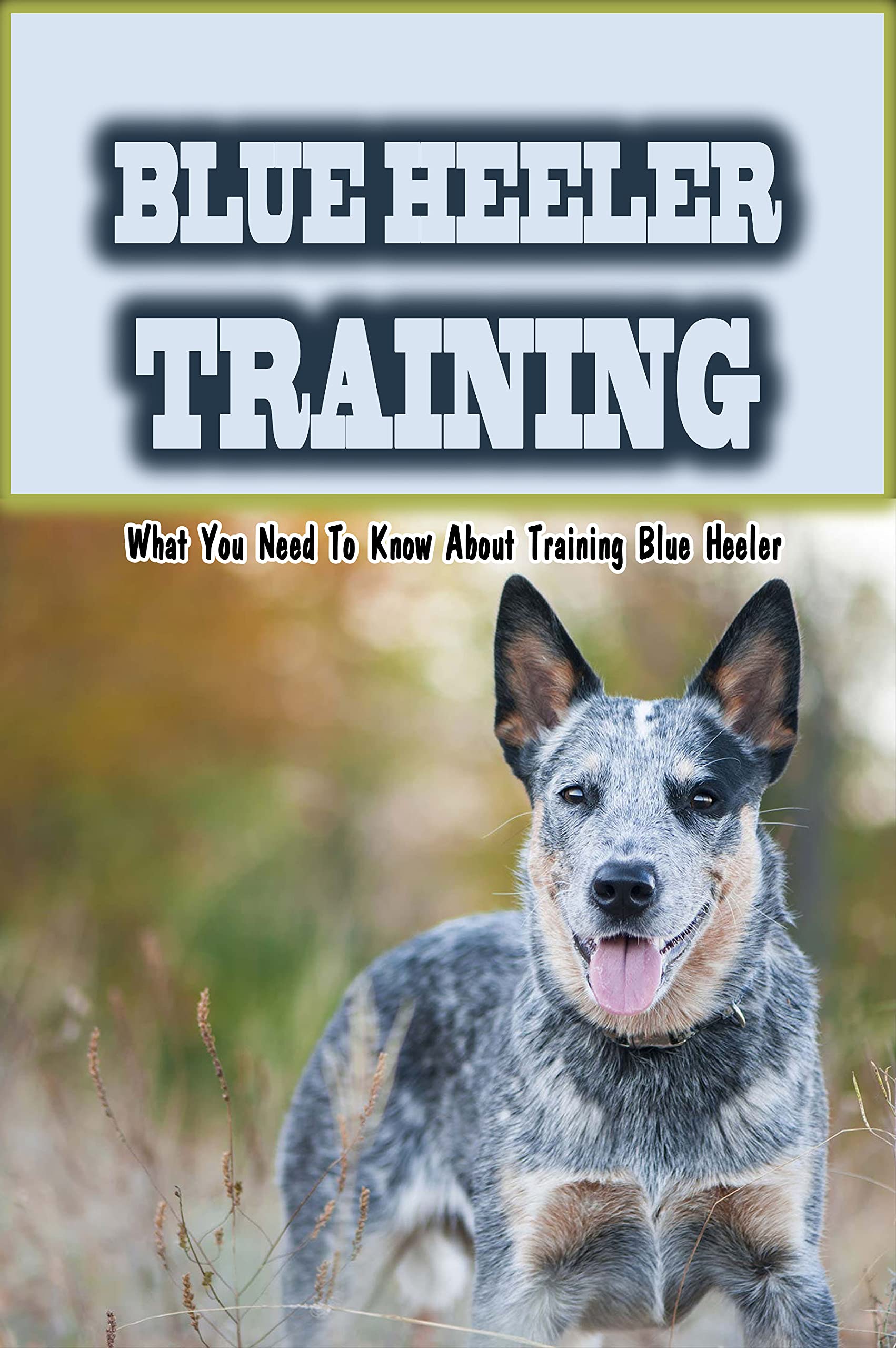 Blue Heeler Training What You Need To Know About Training Blue Heeler