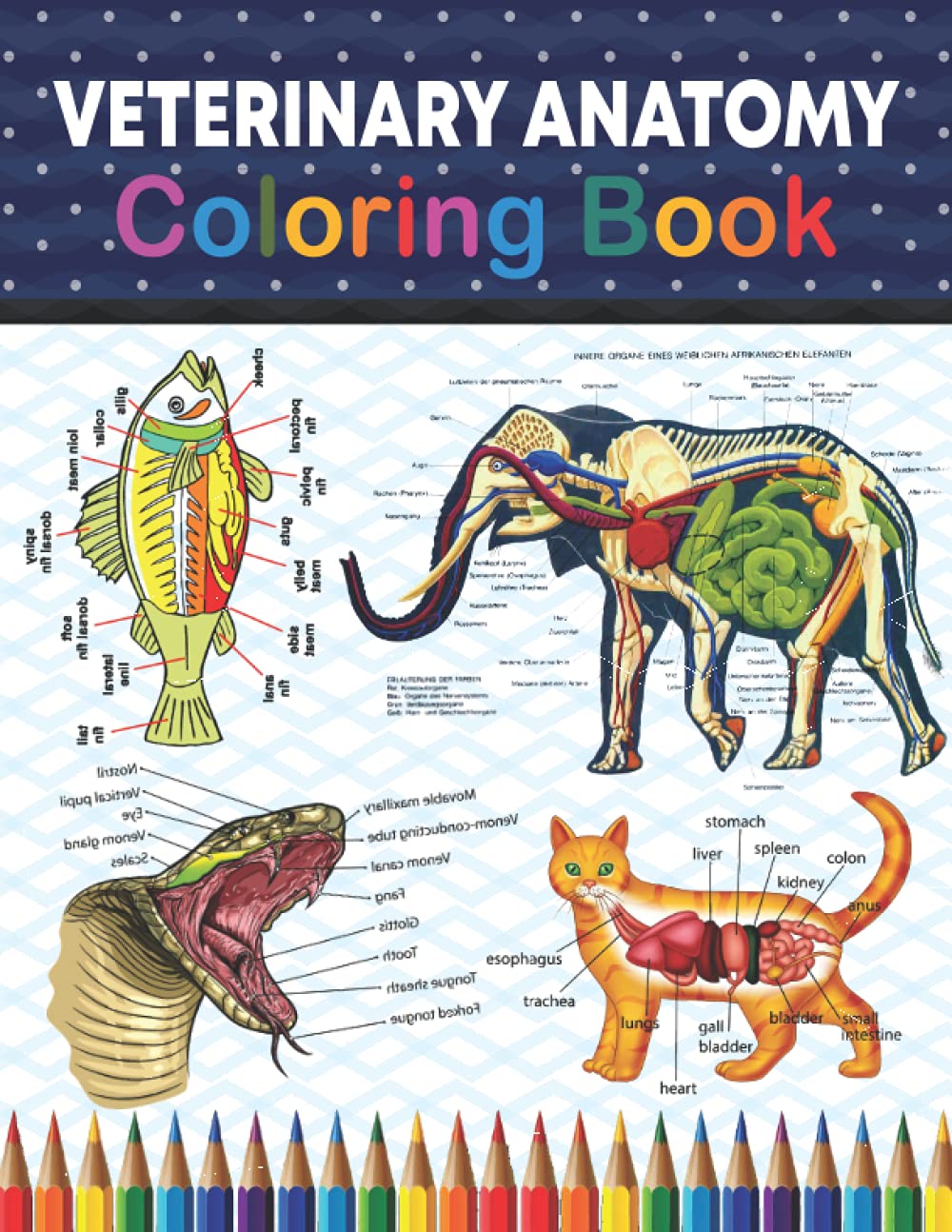 Veterinary Anatomy Coloring Book: Introduction to Veterinary Anatomy