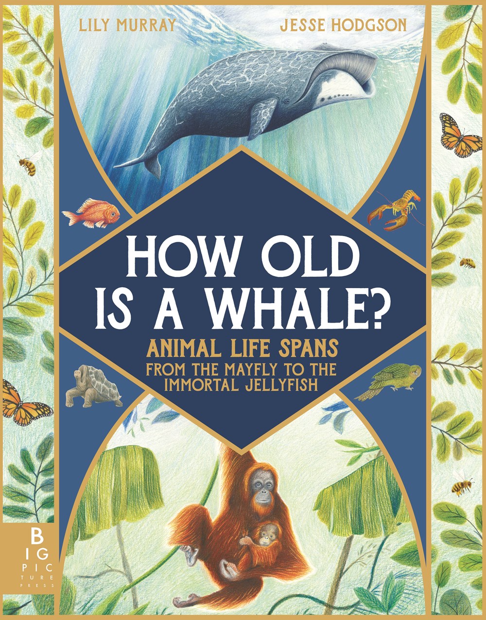 How Old is a Whale?: Animal Life Spans from the Mayfly to the Immortal Jellyfish