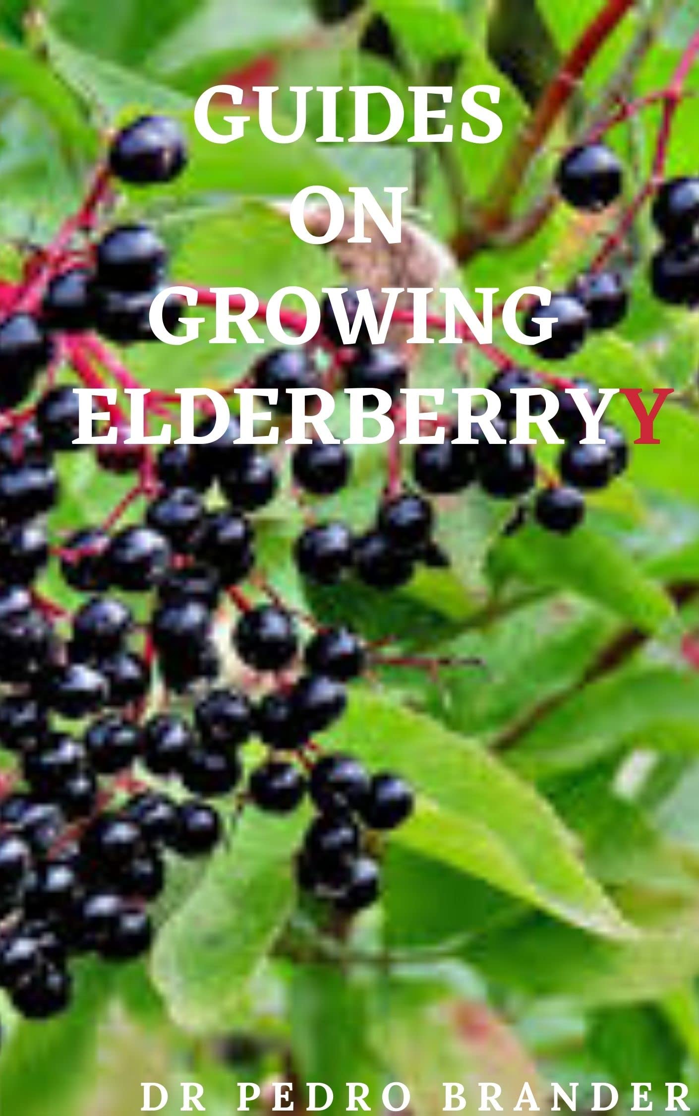 GUIDES ON GROWING ELDERBERRY simple ways to grow elderberry for