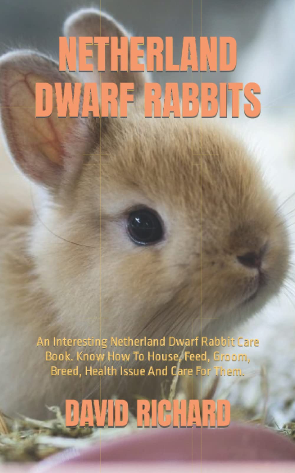 NETHERLAND DWARF RABBITS An Interesting Netherland Dwarf Rabbit Care