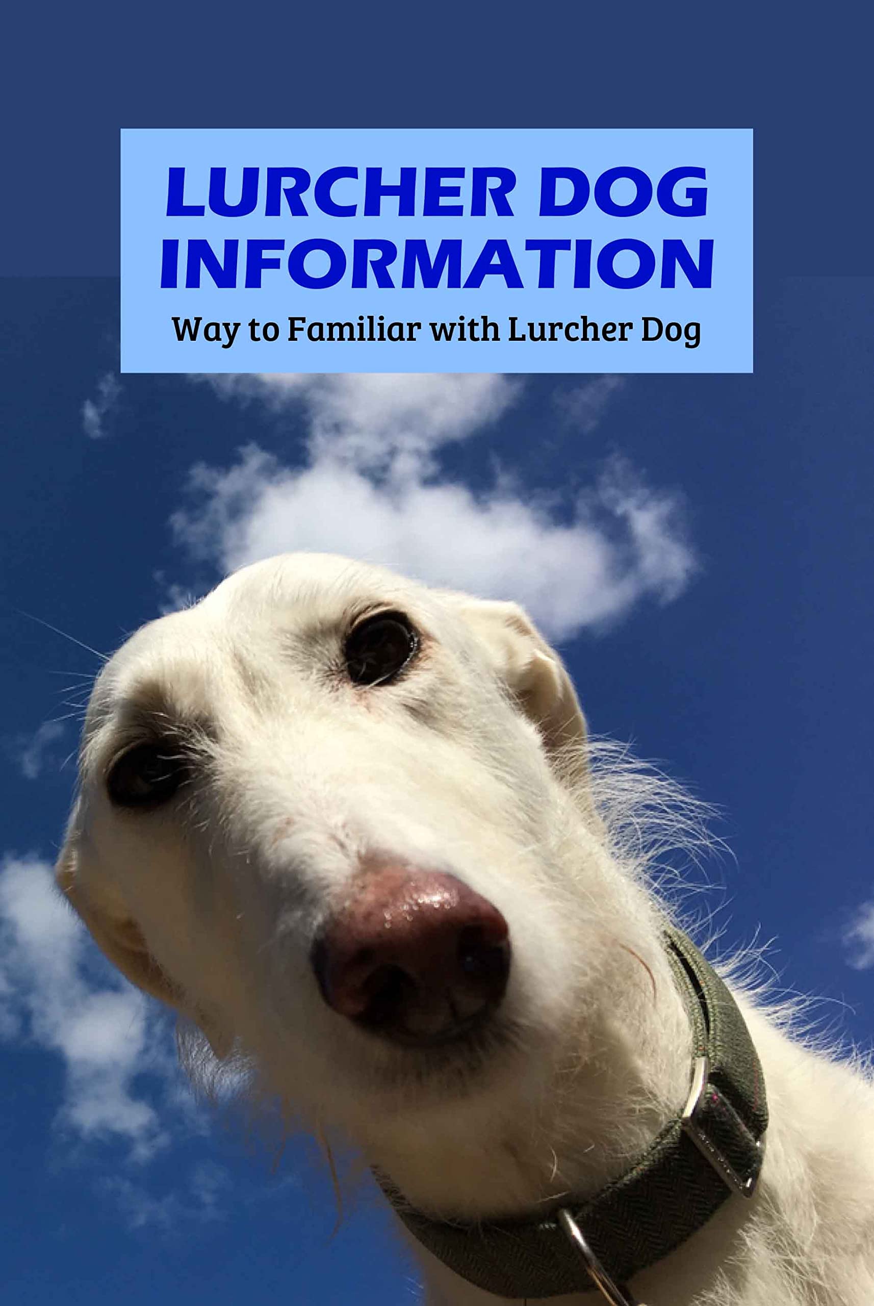 Lurcher Dog Information Way to Familiar with Lurcher Dog All