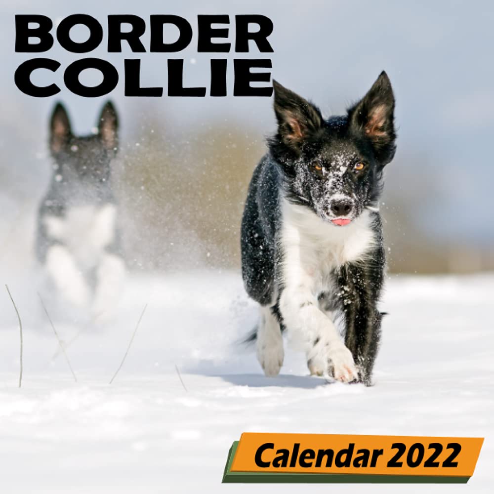 Border Collie Calendar 2022 Small Square Mini Puppy Calendar January Border Collie Calendar 2022 Small Square Mini Puppy Calendar January